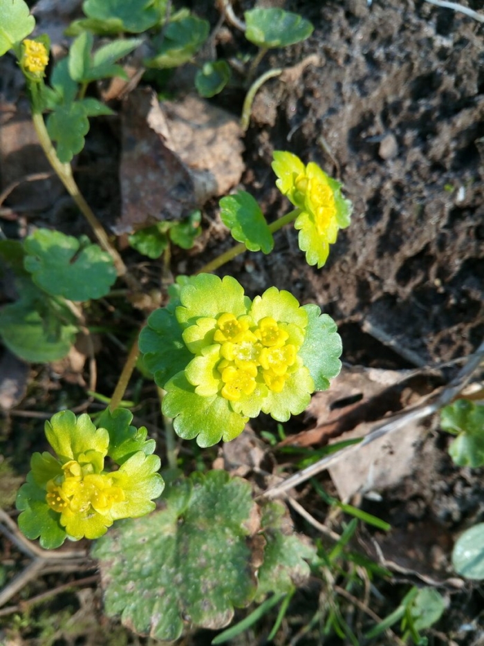 Молочай селезеночник