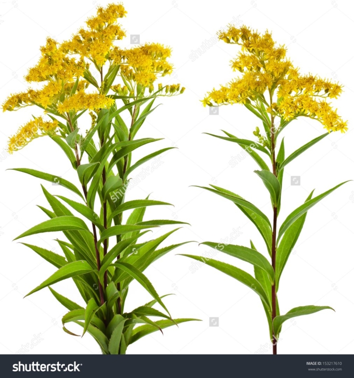 Золотарник канадский