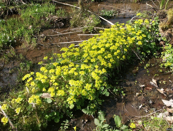 Молочай селезеночник