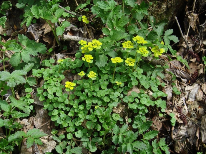 Chrysosplenium alternifolium