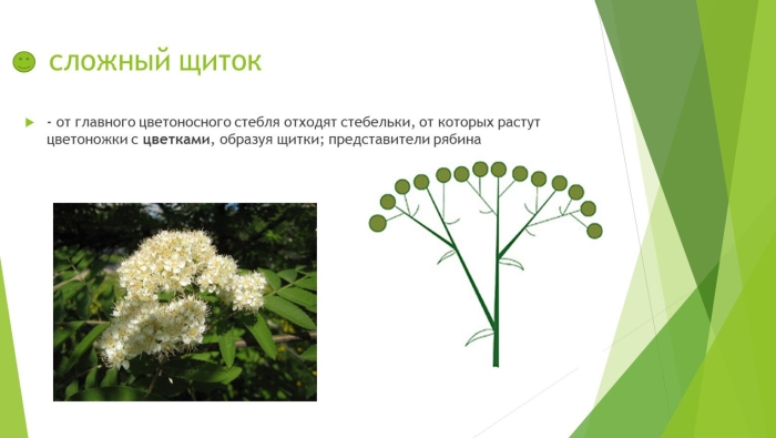 Щиток схема соцветия