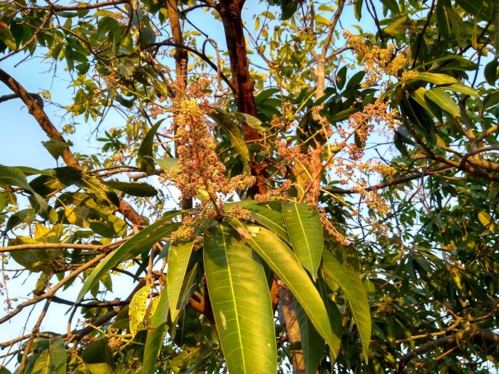 Манго цветет