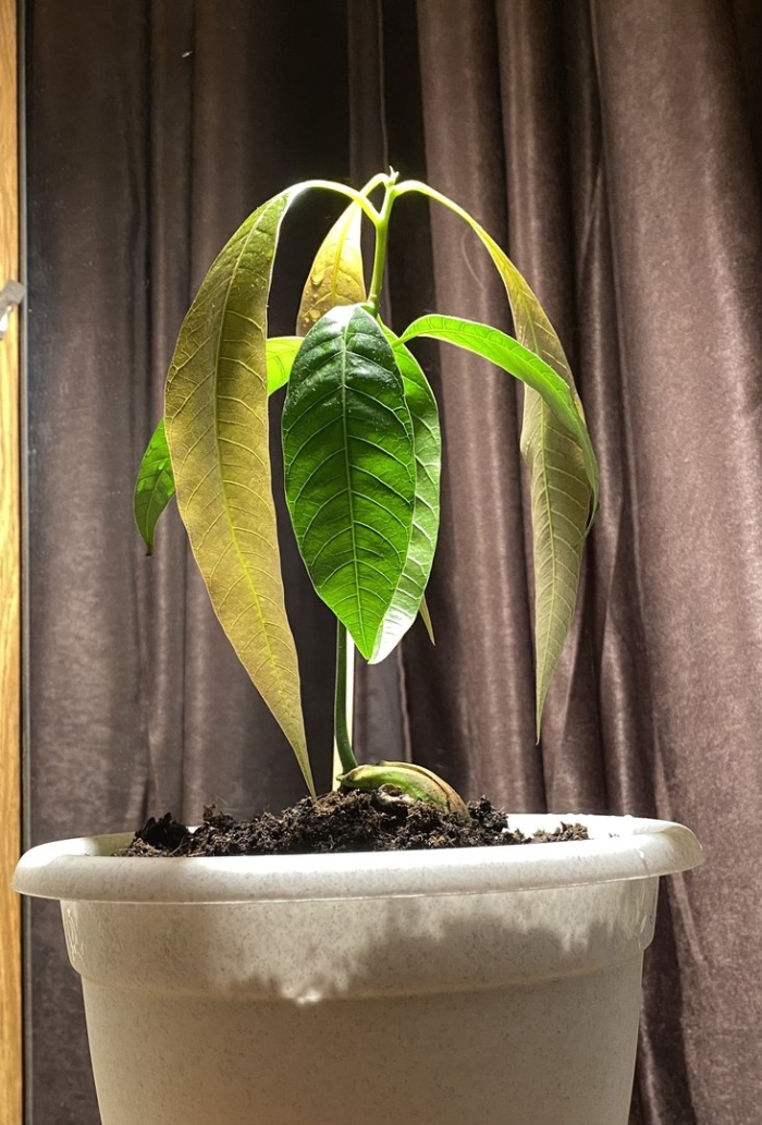 Вырастить манго из косточки в домашних условиях