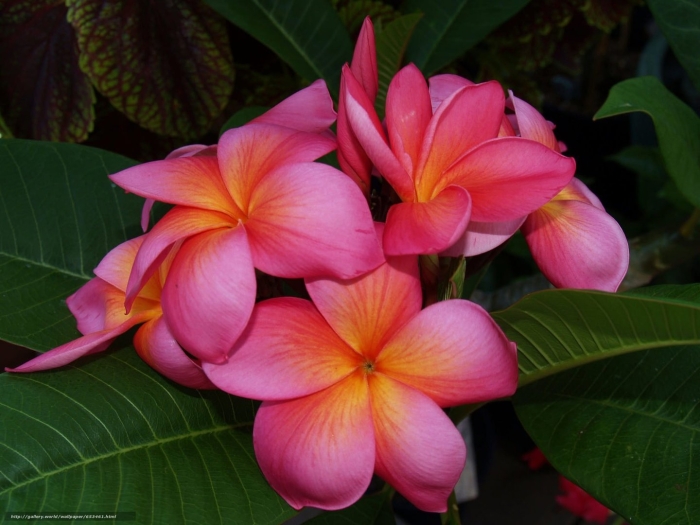 Плюмерия франжипани