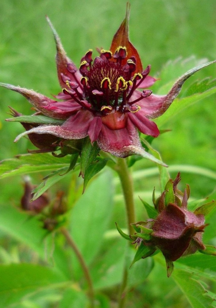 Сабельник болотный растение