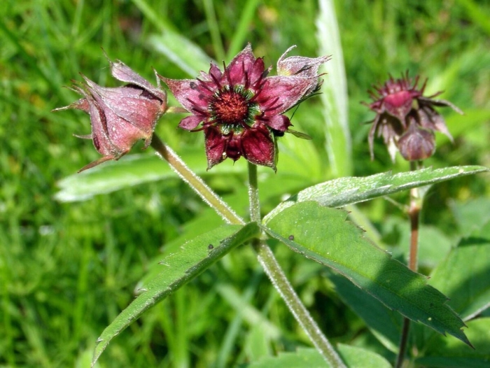 Сабельник болотный