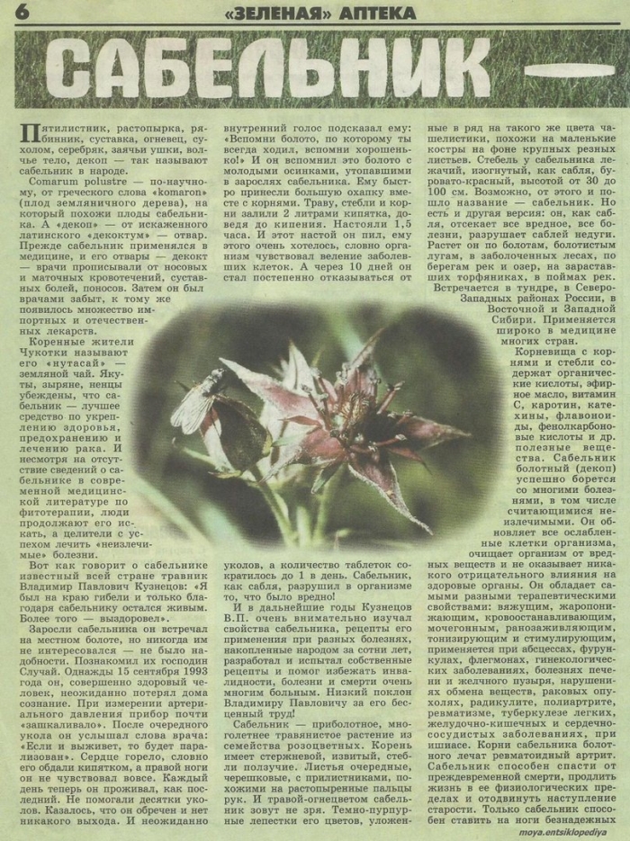 Болотный сабельник