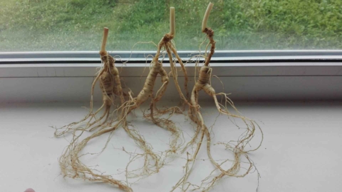 Женьшень приморский