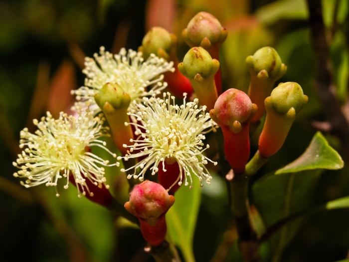 Гвоздичное дерево сизигиум