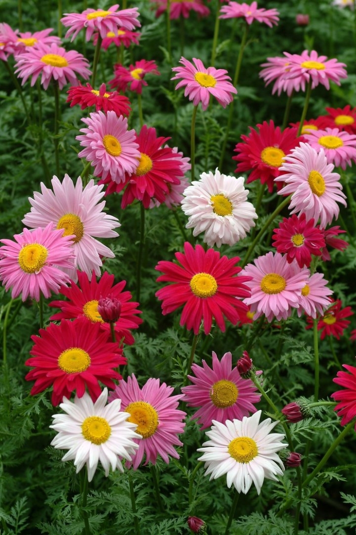 Пиретрум персидская ромашка