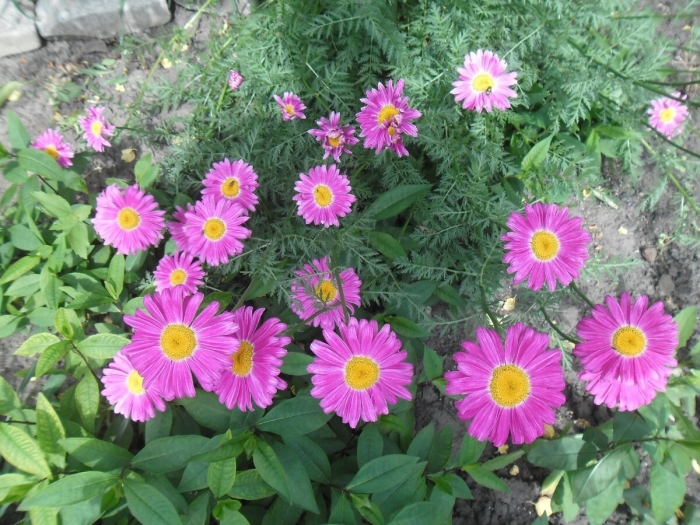 Пиретрум парадиз