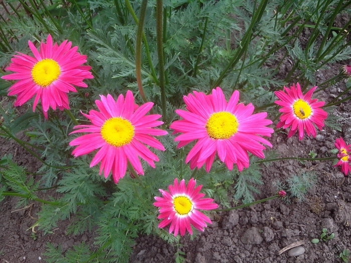 Пиретрум робинсон