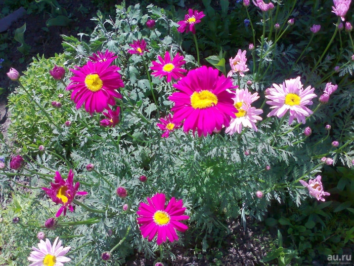 Пиретрум цветок