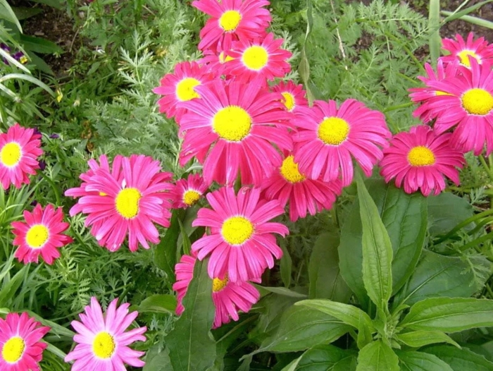 Пиретрум персидская ромашка