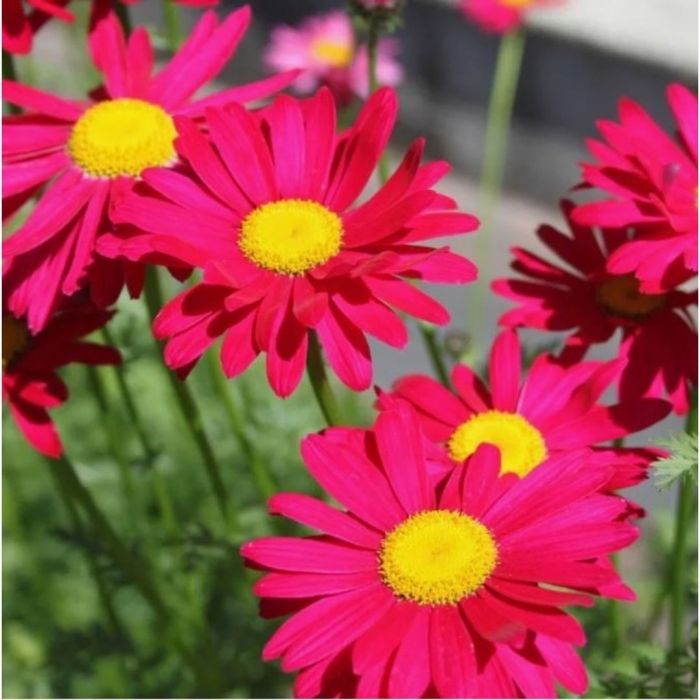 Цветы пиретрум робинсон