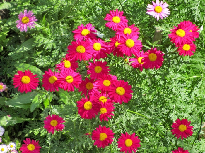 Матрикария пиретрум