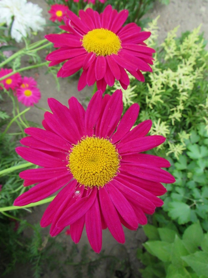 Ромашка красная многолетняя