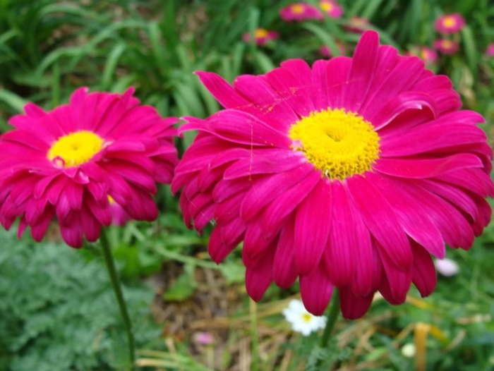 Пиретрум робинсон ред