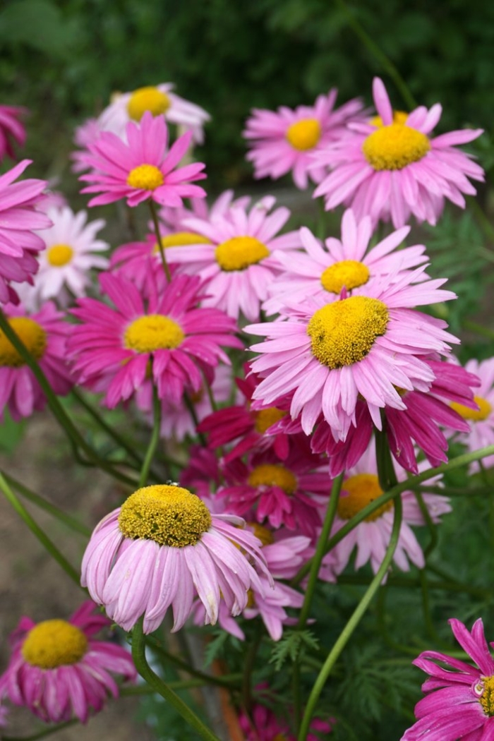 Персидская ромашка пиретрум розовый