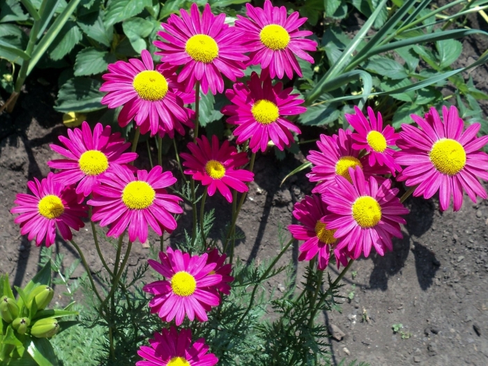 Пиретрум робинсон