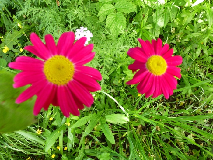 Пиретрум парадиз