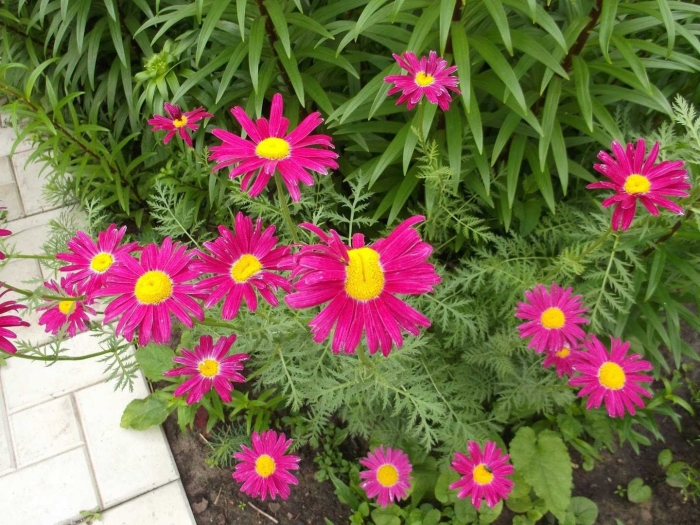 Ромашка красная пиретрум