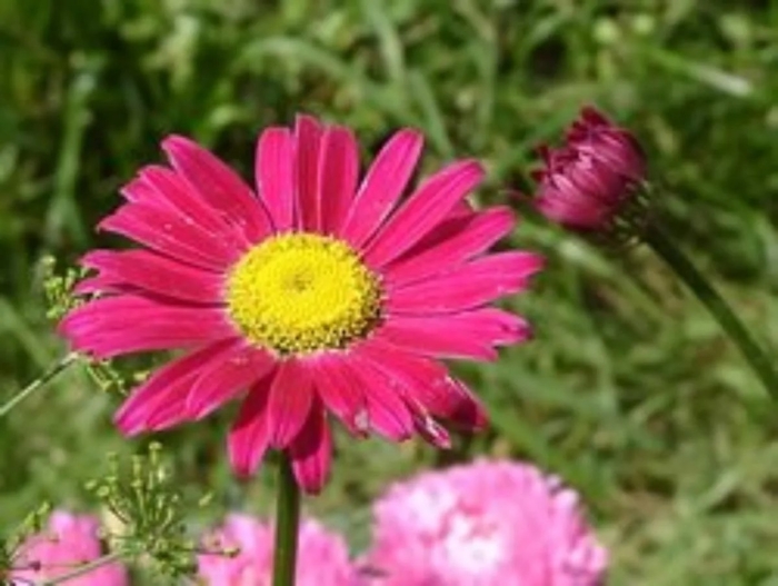 Ромашка розовая пиретрум