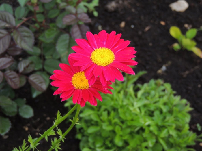 Пиретрум персидская ромашка