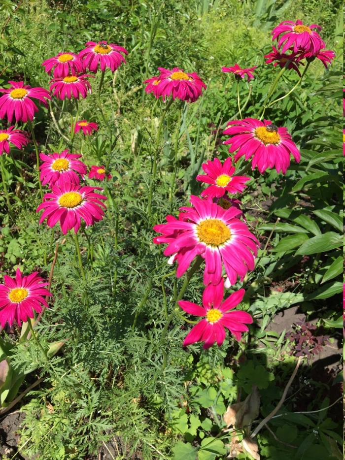 Пиретрум персидская ромашка