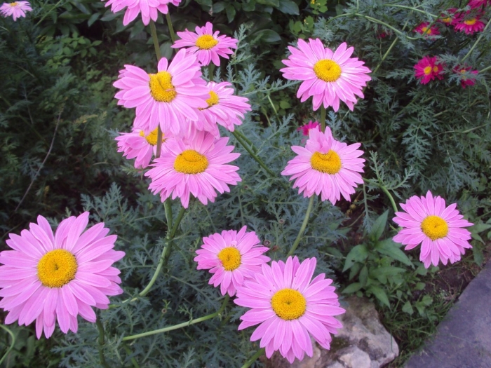 Пиретрум розовый робинсон