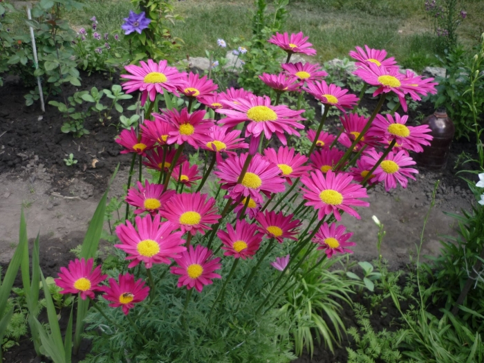 Пиретрум гиганты робинсона