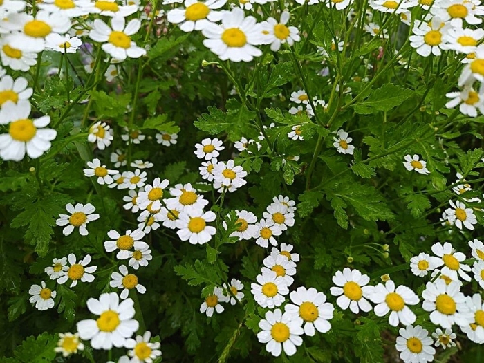 Пиретрум девичий