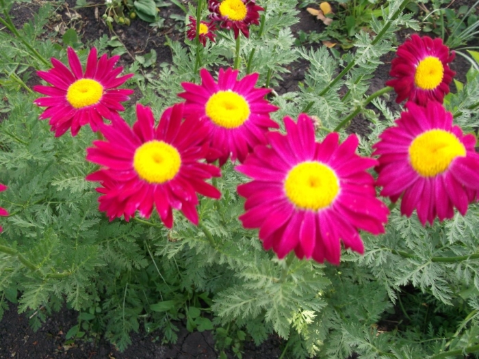 Пиретрум персидская ромашка