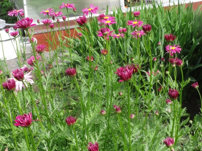 Пиретрум рассада