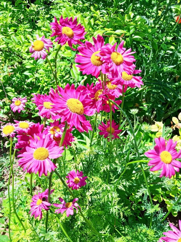 Пиретрум цветок многолетний