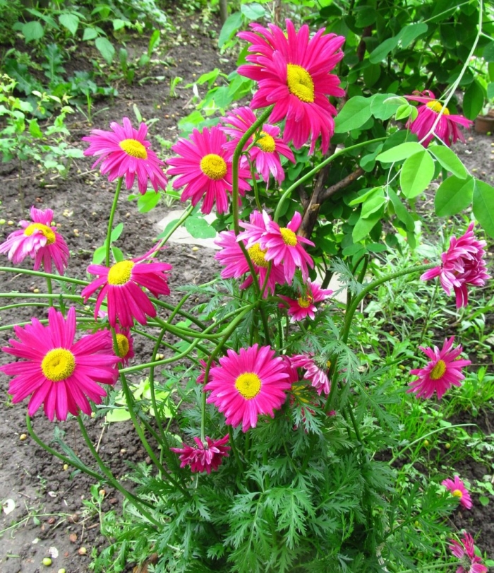 Пиретрум цветок