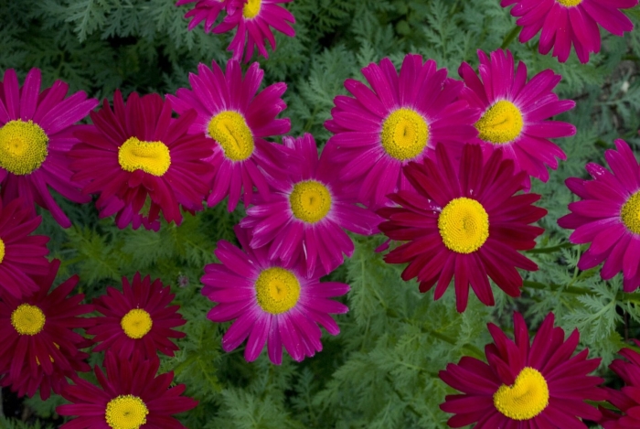 Пиретрум робинсон ред