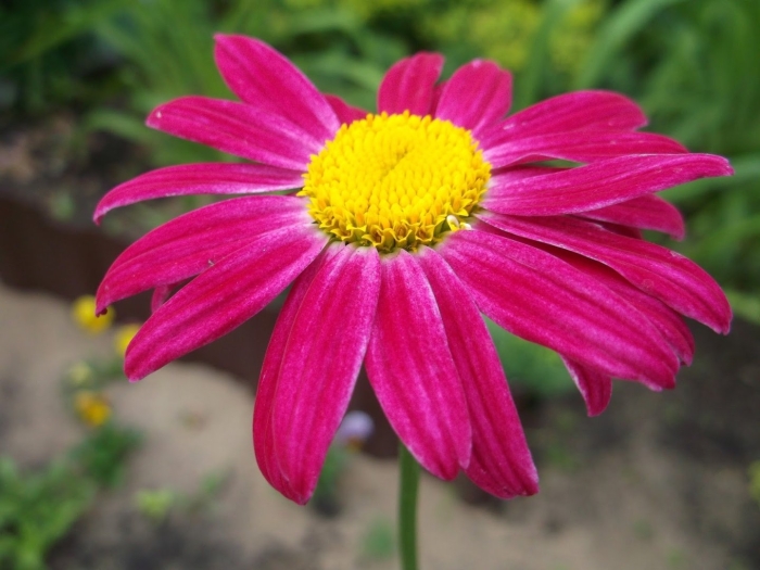 Пиретрум персидская ромашка