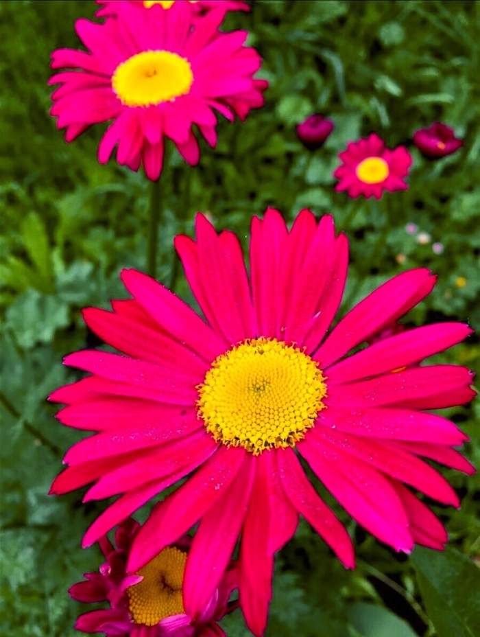 Пиретрум красный гиганты робинсона