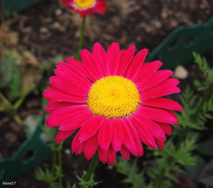 Пиретрум алая звезда