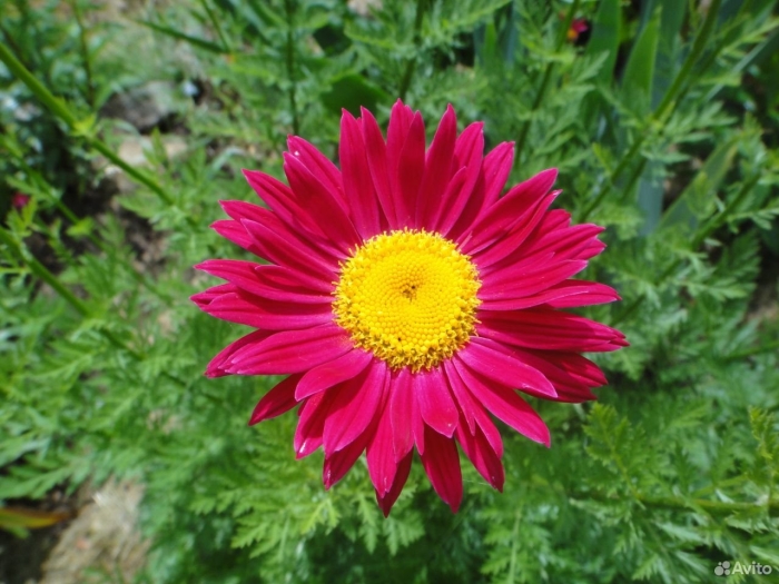 Пиретрум парадиз многолетник