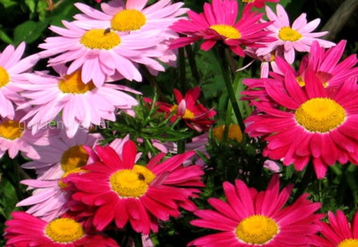 Пиретрум от вредителей