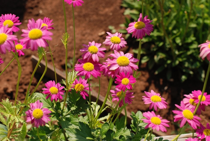 Пиретрум персидская ромашка