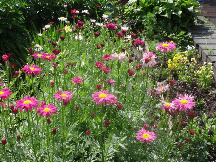 Пиретрум (персидская ромашка) робинзон