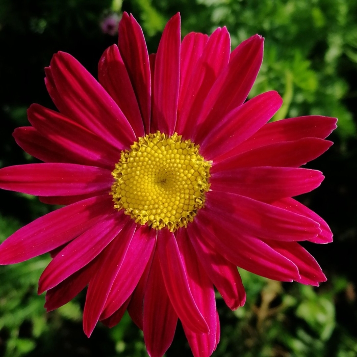 Пиретрум робинсон ред