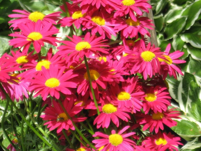 Пиретрум цветок многолетний