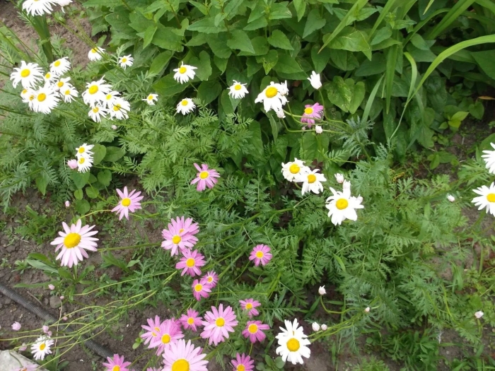 Матрикария пиретрум