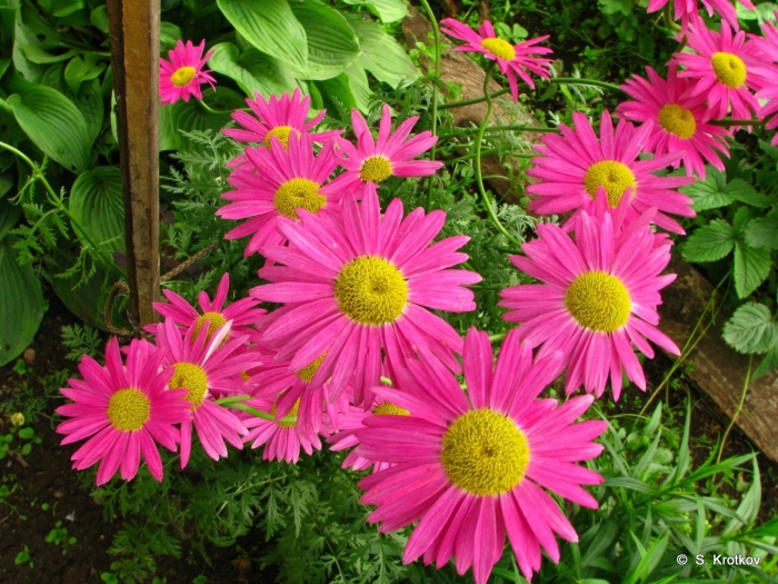 Пиретрум гибридный  персидская ромашка