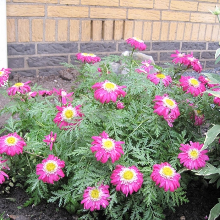 Пиретрум дуро красный