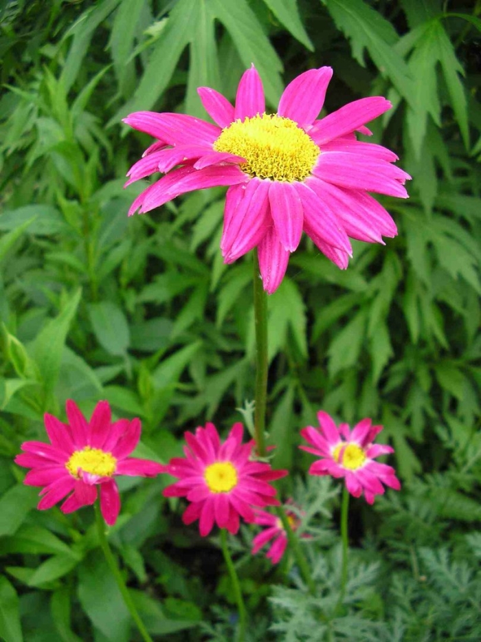 Пиретрум персидская ромашка